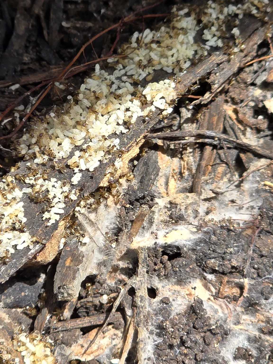 Ant colony and brood found during a pest inspection