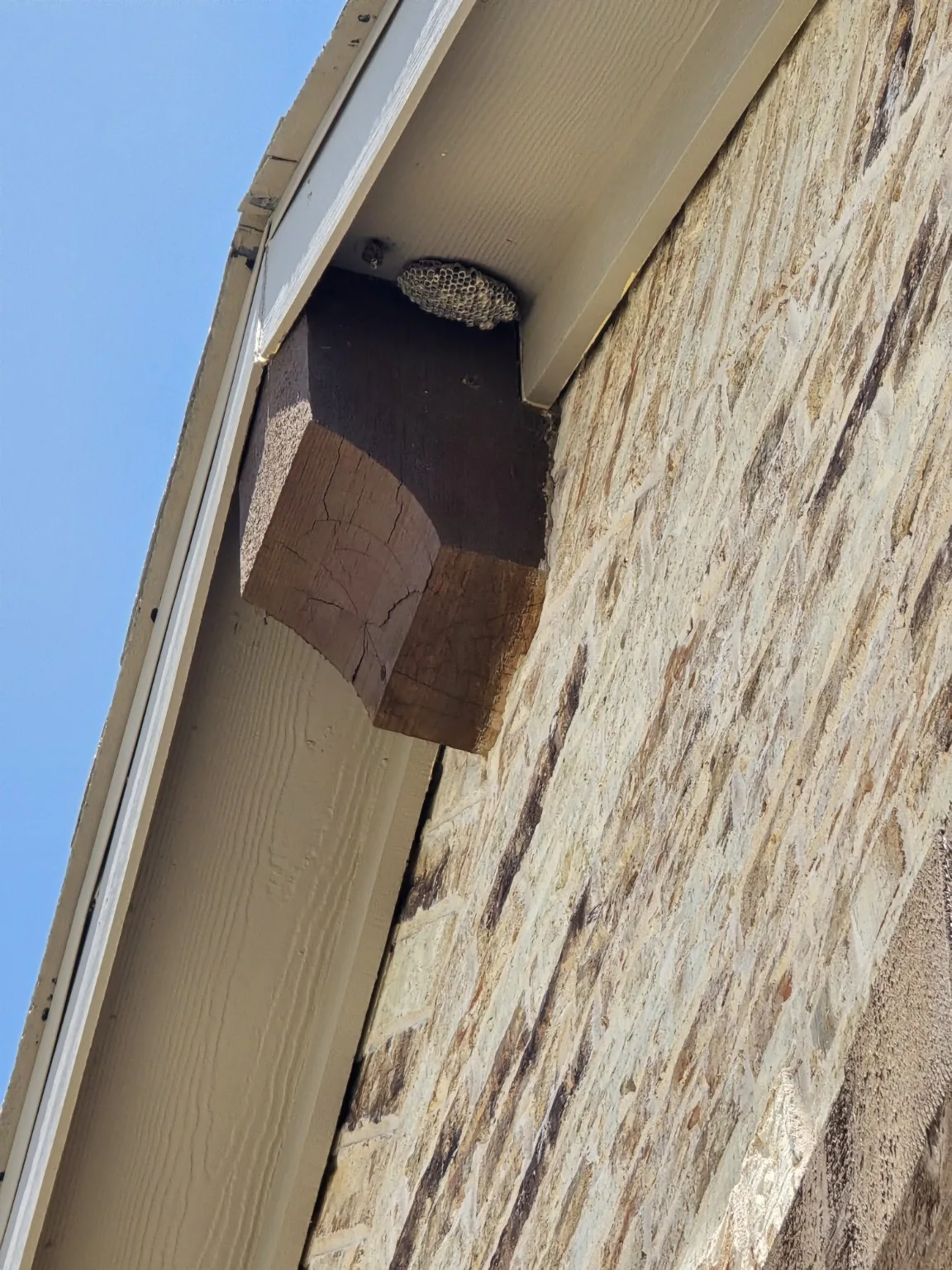 Wasp nest under a roof eave before removal